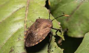 К чему снятся клопы во сне женщине, девушке, мужчине: толкование и значение