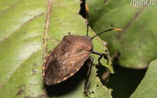 К чему снятся клопы во сне женщине, девушке, мужчине: толкование и значение