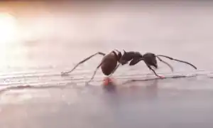 Почему приснились муравьи во сне женщине, девушке, мужчине: толкование и значение