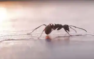 Почему приснились муравьи во сне женщине, девушке, мужчине: толкование и значение