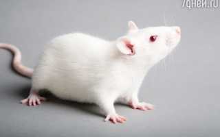 К чему снится белая мышь во сне: толкование и значение