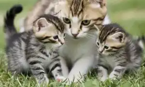 К чему снится кошка с котятами во сне для женщины и мужчины: толкование и значение