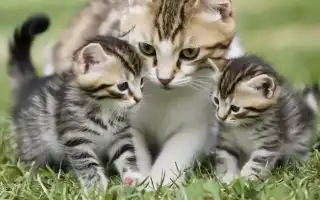 К чему снится кошка с котятами во сне для женщины и мужчины: толкование и значение