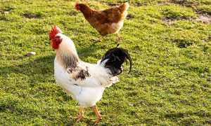 К чему снится птица петух во сне женщине, девушке, мужчине: толкование и значение