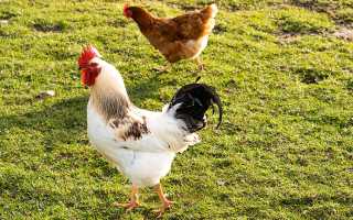 К чему снится птица петух во сне женщине, девушке, мужчине: толкование и значение