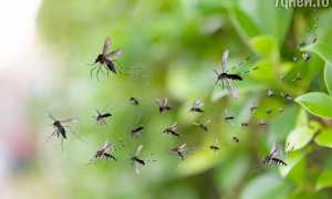 К чему снятся комары во сне женщине и мужчине по сонникам: толкование и значение