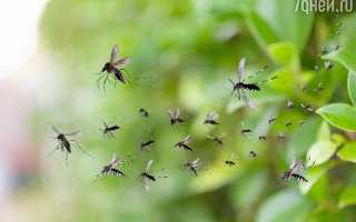 К чему снятся комары во сне женщине и мужчине по сонникам: толкование и значение