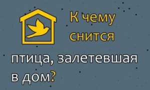 К чему сон: птицы залетели через окно в комнату женщине и мужчине, и что это значит