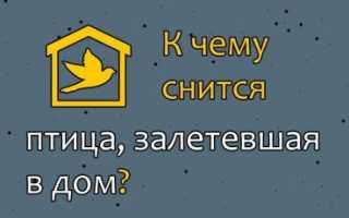 К чему сон: птицы залетели через окно в комнату женщине и мужчине, и что это значит
