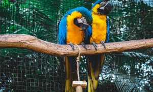 К чему снится попугай во сне женщине, девушке, мужчине: что сбудется в жизни