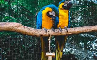 К чему снится попугай во сне женщине, девушке, мужчине: что сбудется в жизни