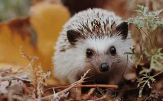 К чему снится ёжик женщине, девушке и мужчине во сне