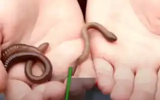 К чему снятся черви белые живые во сне женщине, девушке, мужчине: толкование и значение