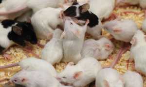 К чему приснились мыши во сне: к неприятностям или радости в жизни