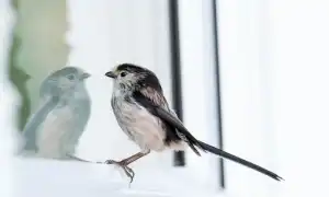 Примета: в окно бьётся, стучится птица — что это значит?