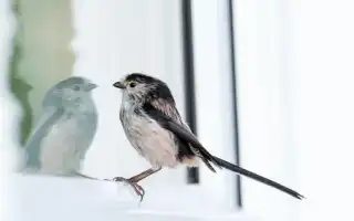 Примета: в окно бьётся, стучится птица — что это значит?