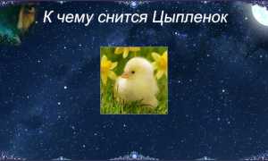 К чему снятся птенцы во сне женщине, девушке, мужчине: толкование и значение