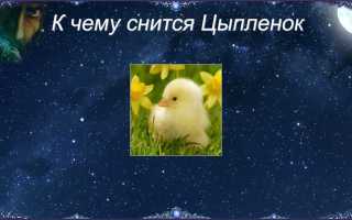 К чему снятся птенцы во сне женщине, девушке, мужчине: толкование и значение