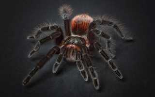 К чему снится много пауков во сне: больших, маленьких, на паутине и их значение