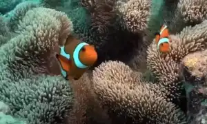 К чему снится живая рыба во сне в воде: плавающая, пойманная, много и их значение