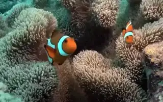 К чему снится живая рыба во сне в воде: плавающая, пойманная, много и их значение