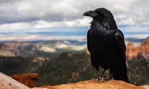 К чему снится ворона чёрная: сбывающиеся подсказки сна и их значение