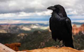К чему снится ворона чёрная: сбывающиеся подсказки сна и их значение