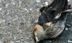 К чему снится мёртвая птица во сне женщине и мужчине: толкование и значение