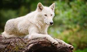 К чему снится белый волк в разных культурах