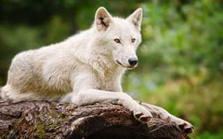 К чему снится белый волк в разных культурах