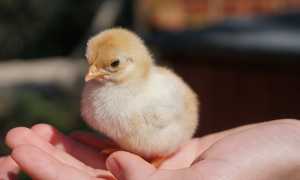 К чему снятся цыплята маленькие во сне женщине, девушке, мужчине: толкование и значение