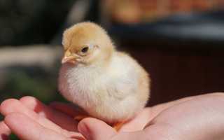 К чему снятся цыплята маленькие во сне женщине, девушке, мужчине: толкование и значение