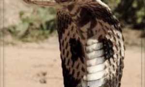 К чему снится убегать от змеи во сне: толкование и значение