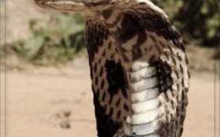 К чему снится убегать от змеи во сне: толкование и значение