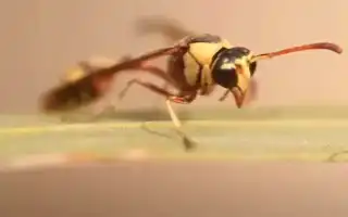 К чему снятся осы во сне женщине, девушке и мужчине по сонникам: толкование и значение