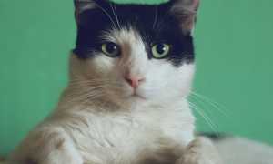 К чему снится много кошек по сонникам: толкование и значение