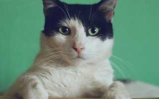 К чему снится много кошек по сонникам: толкование и значение