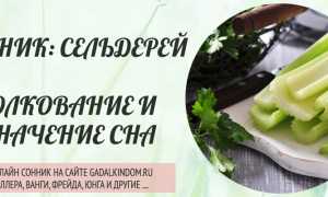 К чему снится сельдерей в сновидениях: толкование и значение