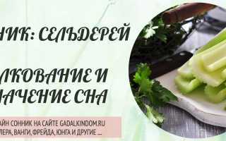 К чему снится сельдерей в сновидениях: толкование и значение