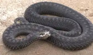 К чему снятся змеи живые женщине во сне: толкование и значение