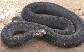 К чему снятся змеи живые женщине во сне: толкование и значение
