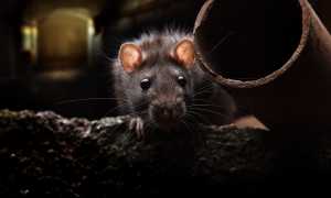 К чему снится мёртвая или убитая крыса во сне: какие толкования точно сбудутся и их значение