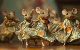 К чему приснились мыши в доме или квартире во сне: толкование и значение