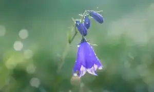 Как правильно загадать желание, чтобы 100% исполнилось в жизни