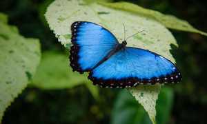 К чему снятся бабочки во сне: что это обозначает для вас