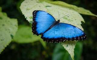 К чему снятся бабочки во сне: что это обозначает для вас