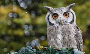 К чему снится сова или филин во сне женщине, девушке, мужчине: толкование и значение