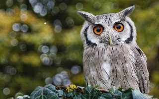 К чему снится сова или филин во сне женщине, девушке, мужчине: толкование и значение