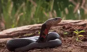 К чему снятся змеи мужчине во сне: толкование и значение