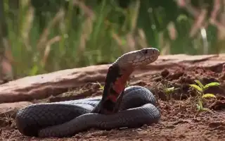 К чему снятся змеи мужчине во сне: толкование и значение
